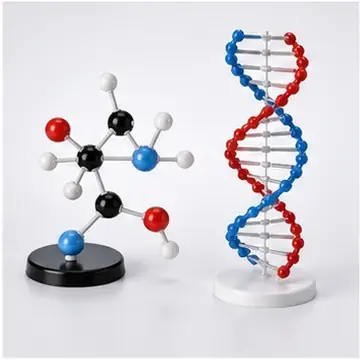 Molekül ve DNA Modelleri